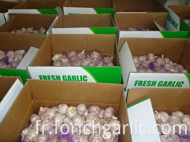 Regular Garlic Size 5 0cm